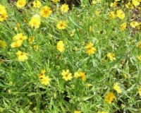 coreopsis lanceolata 2r.jpg